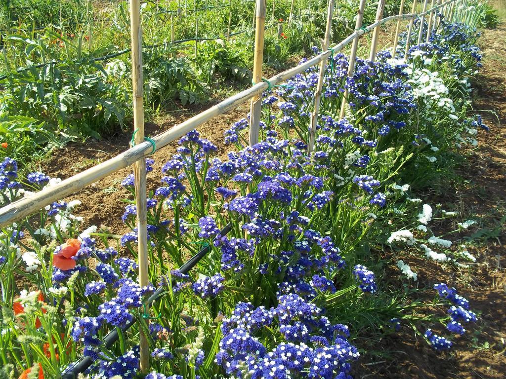 טרקיניה Agriturismo Lupo Cerrino מראה חיצוני תמונה